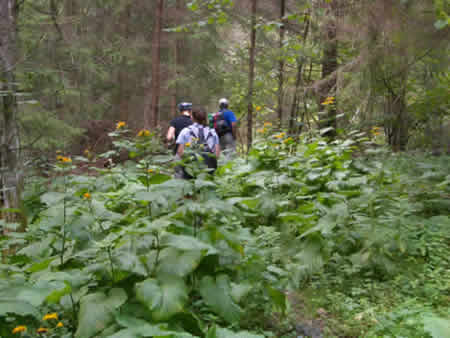 Apuseni Mountains Picture 14